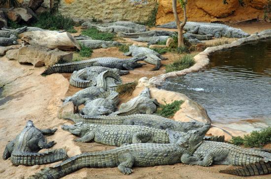 Zoo Cocodrilo Park
