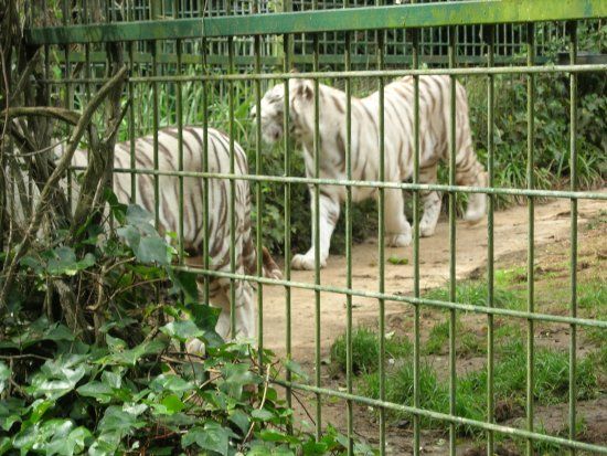 Zoológico y Parque Cuaternario de Santillana del Mar